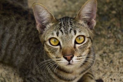 Portrait of tabby cat