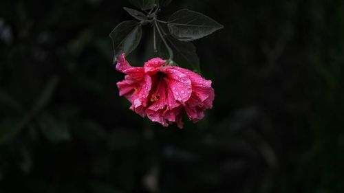 Close-up of pink flower blooming outdoors