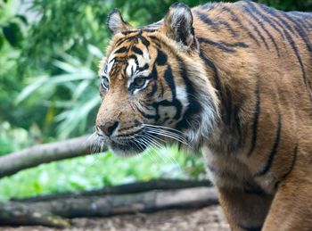 Close-up of tiger in forest