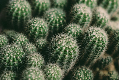 Close-up of cactus plant growing on field