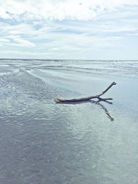 Fish swimming in sea against sky