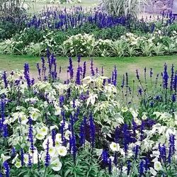 Purple flowers growing in field