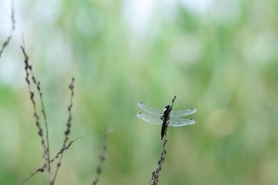 Close-up of insect on plant