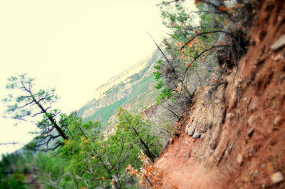 Trees growing on mountain
