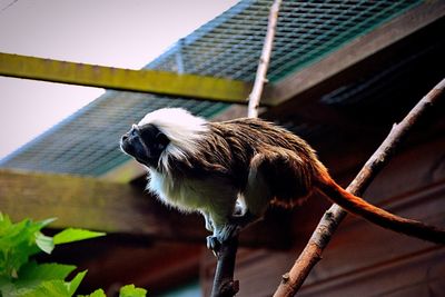 Low angle view of monkey on branch