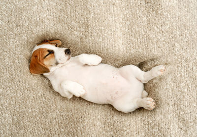 Cute puppy jack russell dog resting or sleeping under wool blanket.