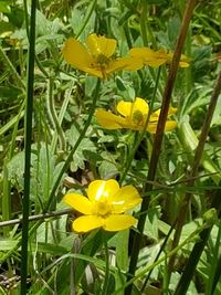 Close-up of yellow flowers blooming on field