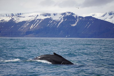 Buck whale iceland 