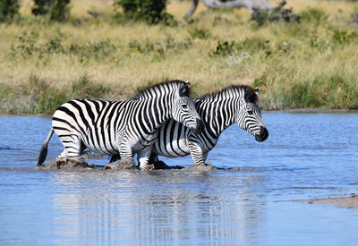Zebra and zebras drinking water