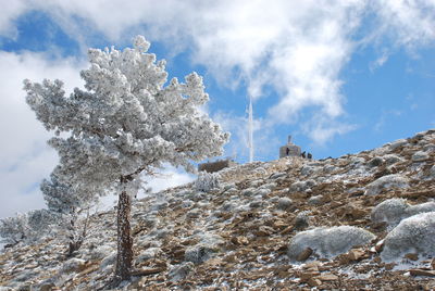 Low angle view of tree against sky