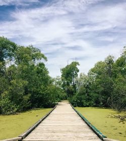 Boardwalk amidst trees against sky