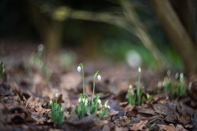 Close-up of dry plants on field