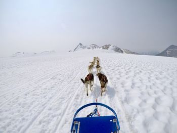 Dog sledding on an icefield in alaska