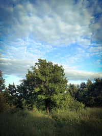 Trees on field against sky