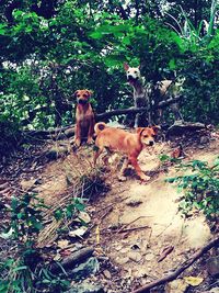 Lion on plants against trees