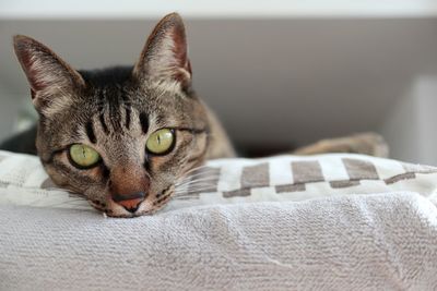 Close-up portrait of a cat resting on bed