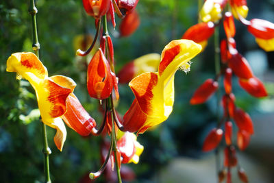 Close-up of red flowering plants