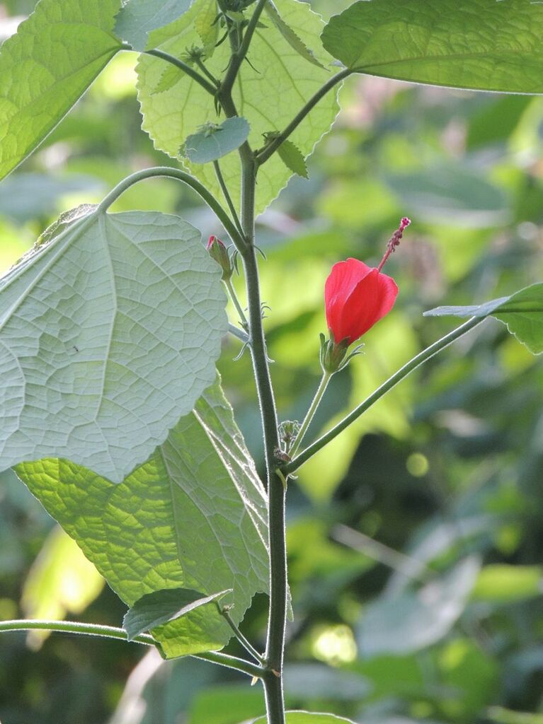 CLOSE-UP OF RED LEAVES