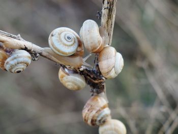 Close-up of snail