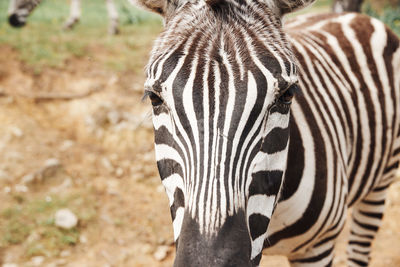 Close-up of a zebra