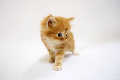 Close-up of cat sitting on white background