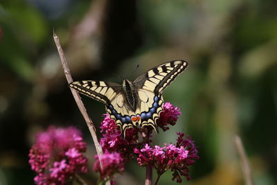 Close-up of butterfly perching on flower