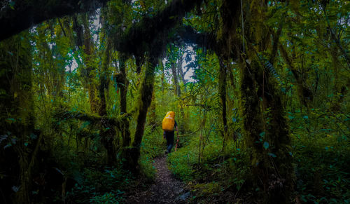 Rear view of man walking amidst trees in forest