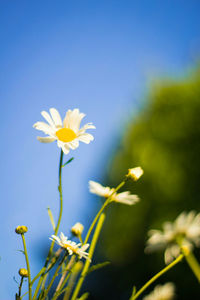 Close-up of yellow flowers