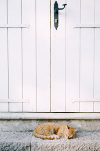 Cat lying on floor against door