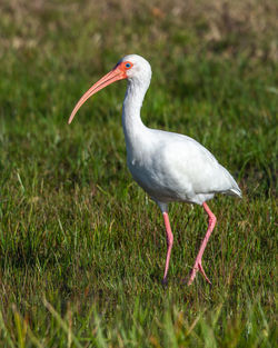 Side view of a bird on field