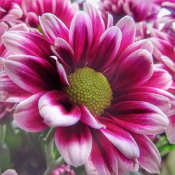 Close-up of pink flowers