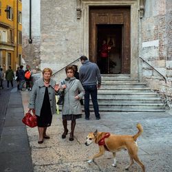 Dog standing on steps