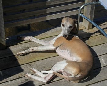 High angle portrait of dog sitting on seat