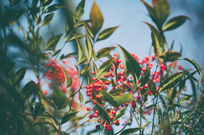 Close-up of red flowers blooming on tree against sky