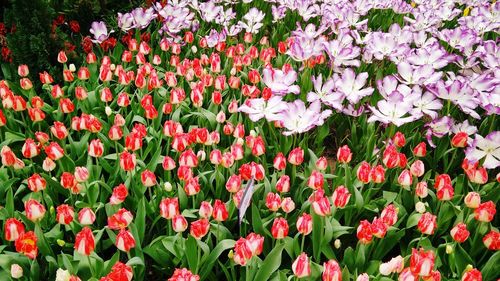 Close-up of pink flowering plants