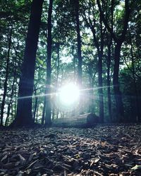 Trees in forest