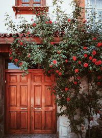 View of flowering tree against building