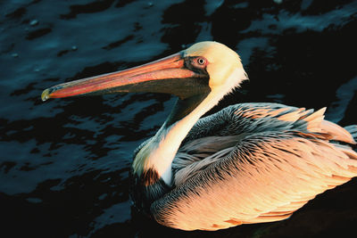 Close-up of pelican