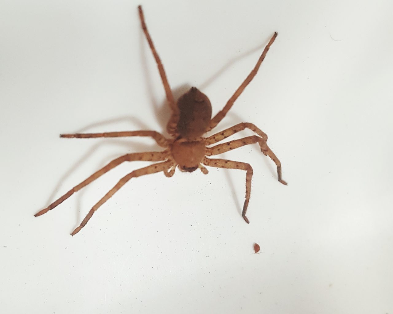 CLOSE-UP OF SPIDER AND WHITE BACKGROUND