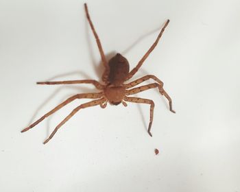 Close-up of spider on white background