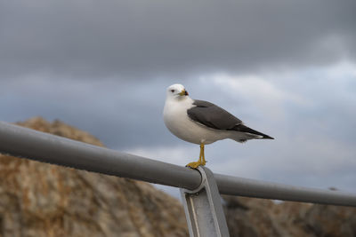 Seagull perching on railing against cloudy sky
