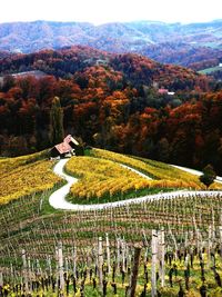 Scenic view of agricultural field