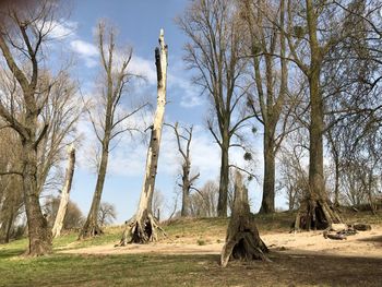 Bare trees on field against sky