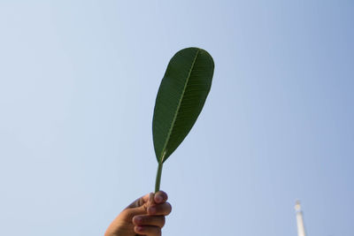 Low angle view of hand holding leaf against sky