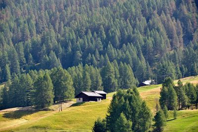 Scenic view of pine trees in forest