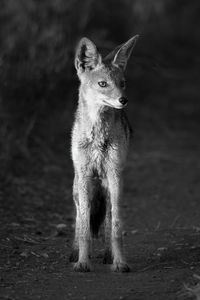 Mono black-backed jackal on track at dawn