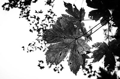 Low angle view of leaves against clear sky