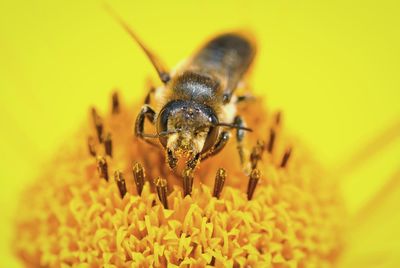 Close-up of bee pollinating on yellow flower