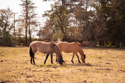 Two horses in a field