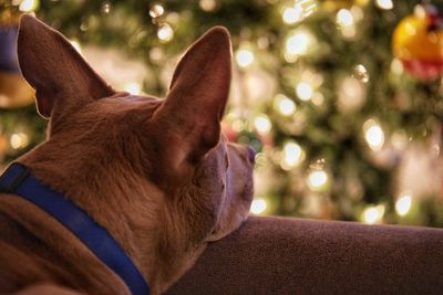 Close-up of dog on christmas tree